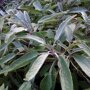 Salie (Salvia officinalis) blad close-up